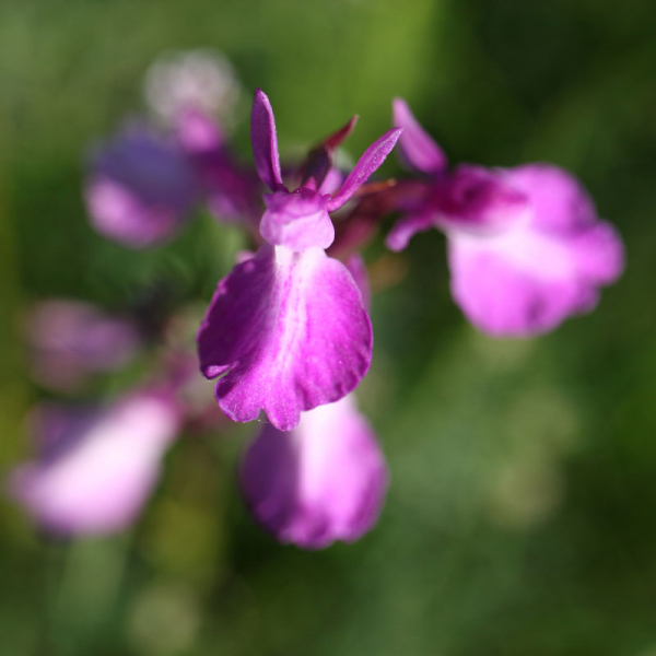 Anacamptis palustris